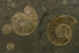 Stunning, Fossil Ammonite Cluster - Posidonia Shale, Germany #377998-1